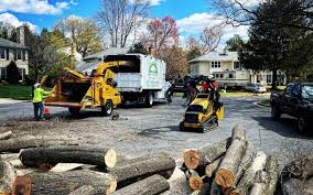 How Our Tree Care Process Works  in  Parsons, WV