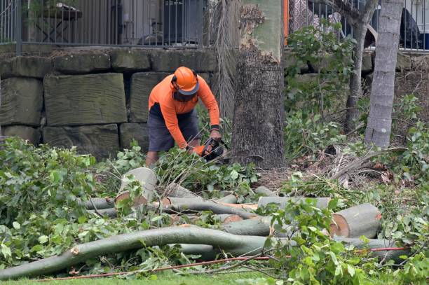 Professional  Tree Services in Parsons, WV